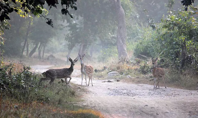 Deer at the Jim Corbett National Park