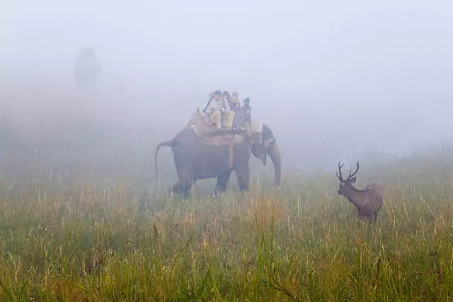 Deer In the Jim Corbett National Park