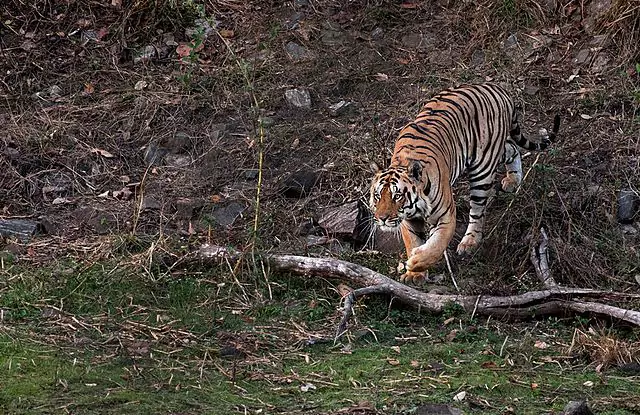 Tiger at Jim Corbett National Park