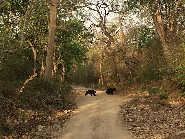 Bears at the Jim Corbett National Park